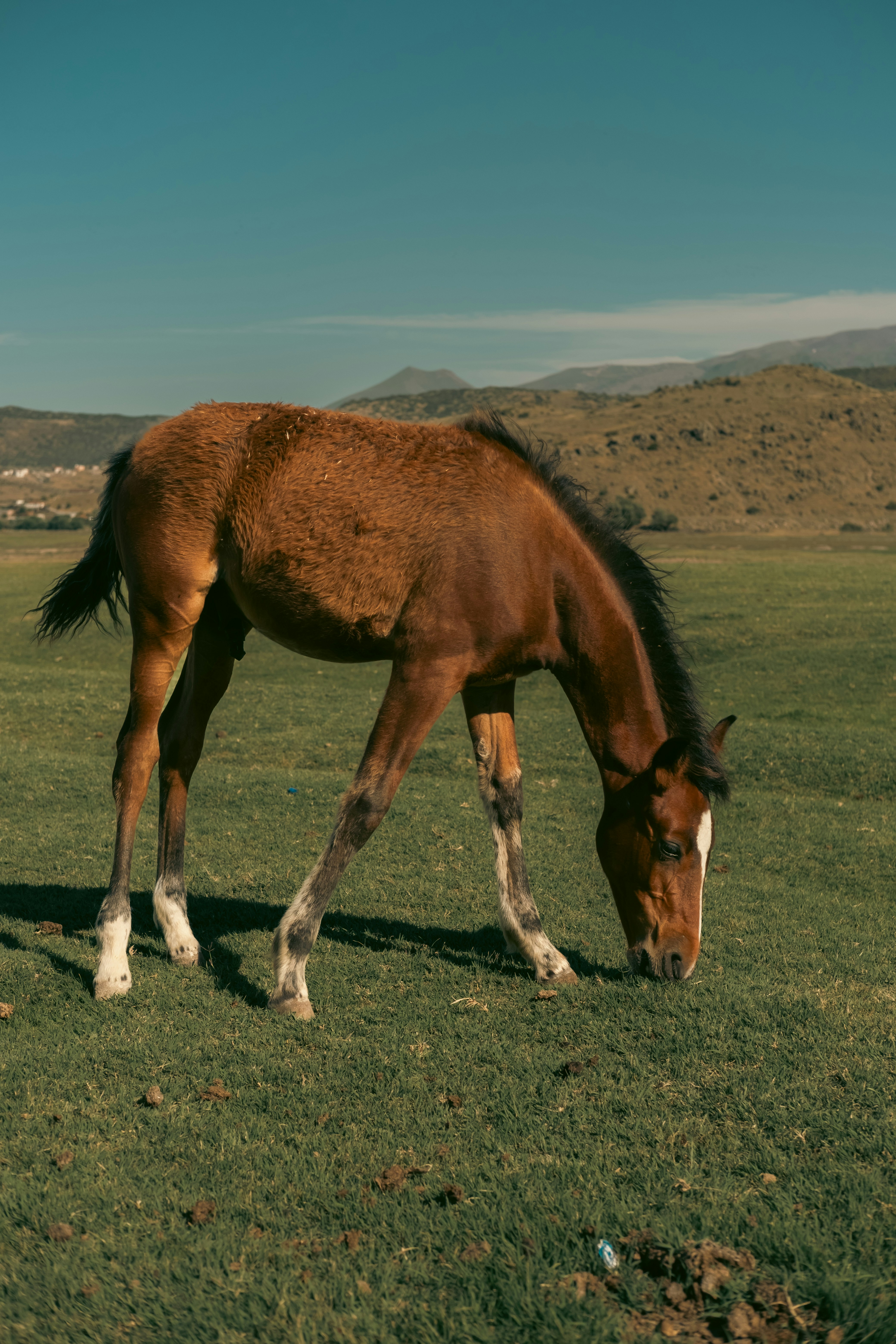 A horse in the farm