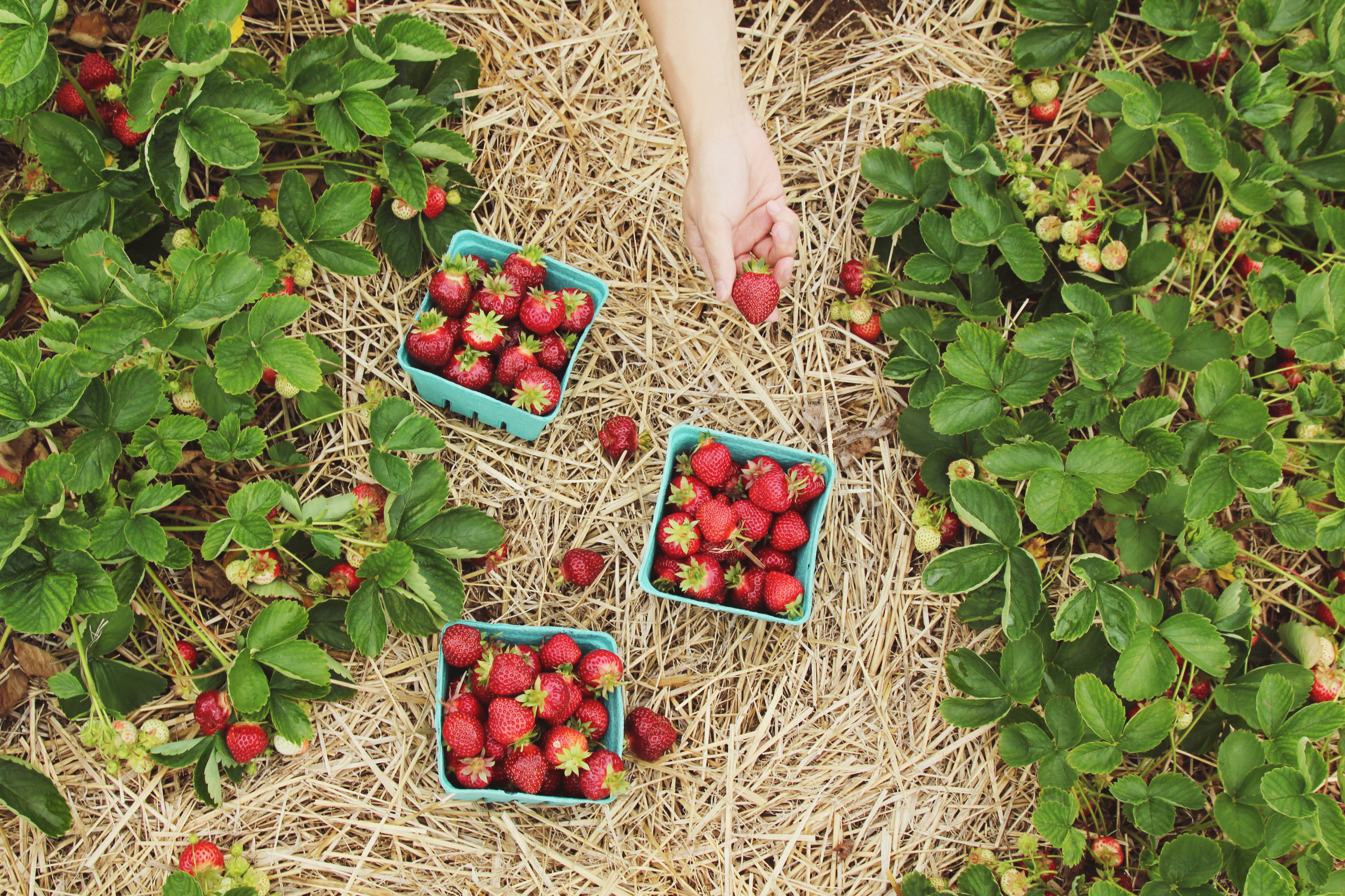 Strawberry picking inside the farm